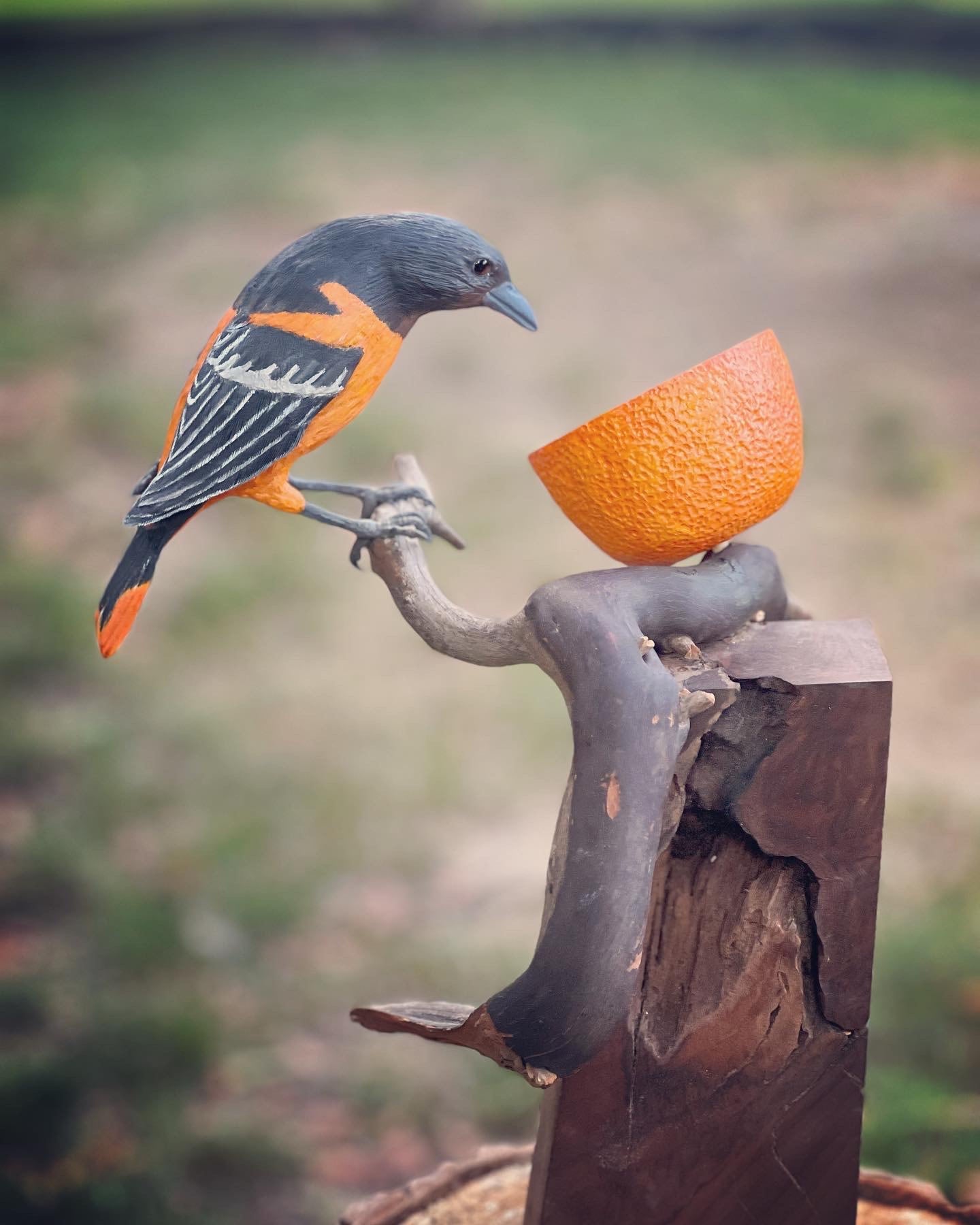 Bird Bio: Baltimore & Orchard Oriole — The Wood Thrush Shop